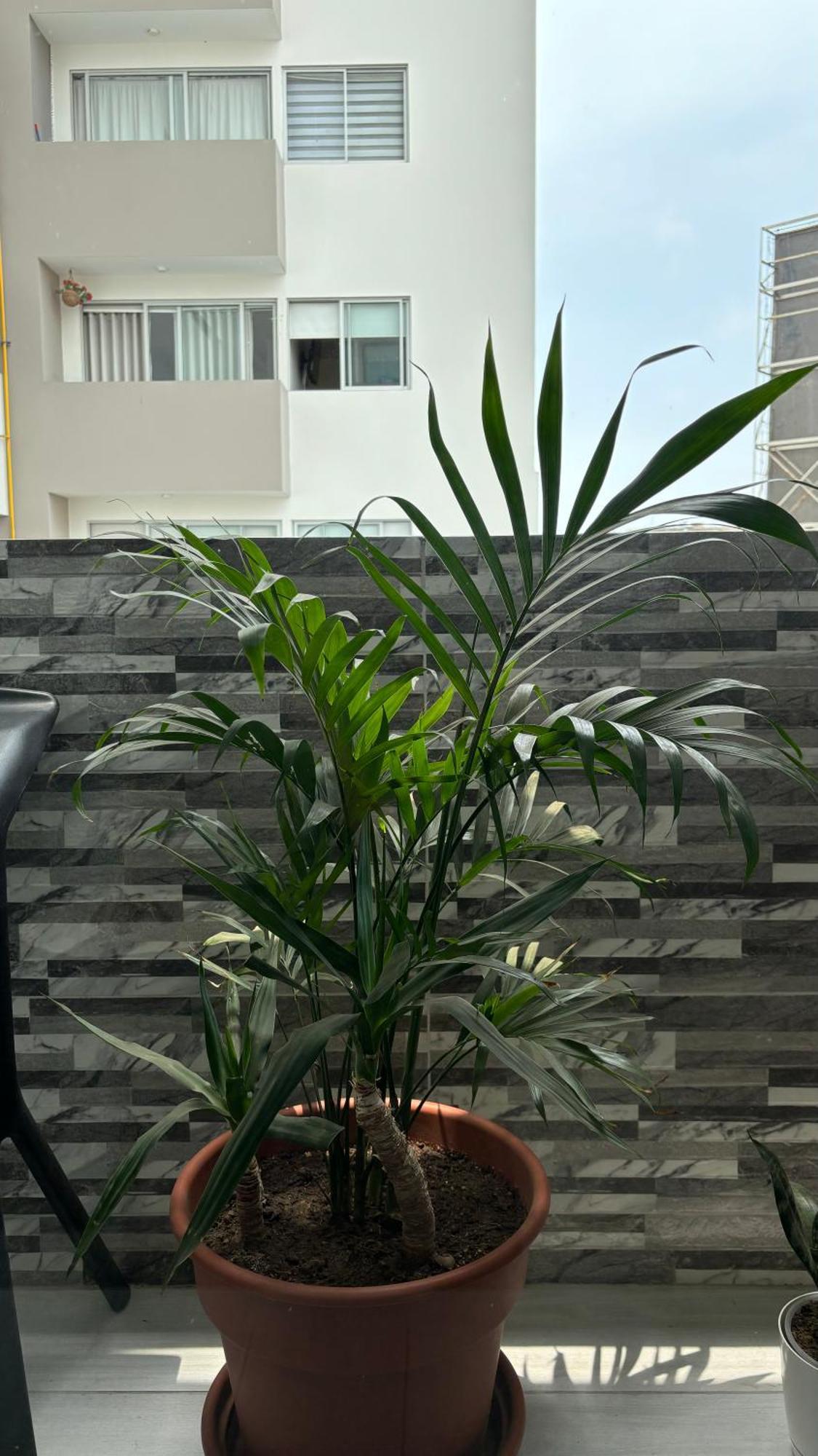 Departamento En Miraflores Con Surquillo Λίμα Εξωτερικό φωτογραφία